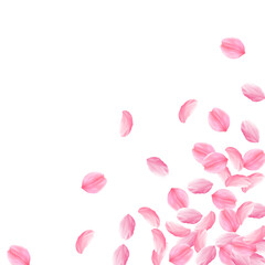 Sakura petals falling down. Romantic pink bright b