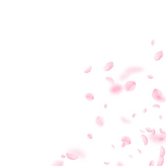 Sakura petals falling down. Romantic pink flowers 