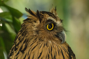 portrait of owl face