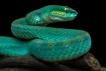 the blue insularis viper snake