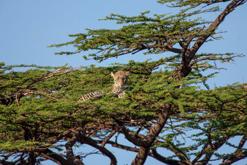 Female Leopard in the top of a tree  Kenya Africa
