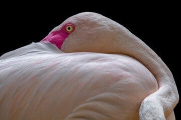 Fototapeta premium pink flamingo bird