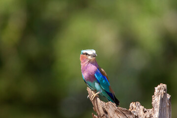 Lilac Breasted Roller in Kenya Africa