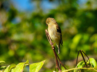 American Goldfinch Bird Female Perched on Top of Plant Stem Head Tucked in a Little in the Morning Sun on a Summer Day with Green Forest in the Background
