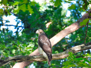 Red-Tailed Hawk Bird fo Prey Raptor Perched on a Thick Tree Branch in the Midst of a Wooded Forest with Sunshine Coming Through Lighting Up the Green Leaves
