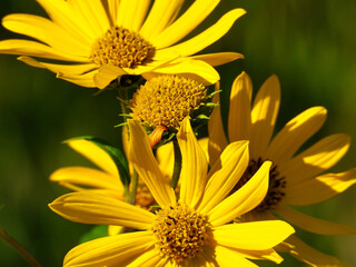 Coreopsis or Tickseed Daisy-Like Wildflower Closeup Macro With Yellow Petals Shining in the Sun on a Summer Day 