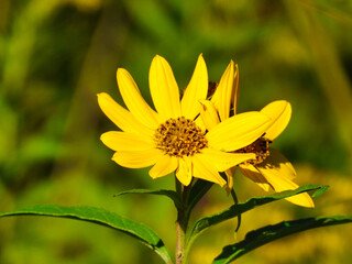 Two blooms of coreopsis or tickseed daisy-like wildflower closeup macro with yellow petals shining in the sun and a second bloom off to the side