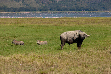 Cape Buffalo at lake Nakuru, Kenya Africa