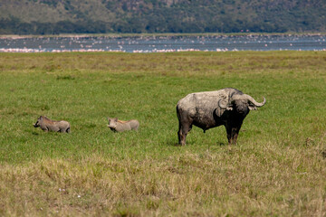Fototapeta premium Cape Buffalo at lake Nakuru, Kenya Africa