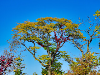 Signs of fall seen in a tall tree with yellow leaves and red ivy leaves on the tree trunk and a bright blue sky landscape scenic view