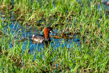 Little Grebe at Lake Nakuru in Kenya Africa