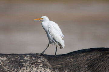 Cattle Egret at Lake Nakuru, Kenya Africa