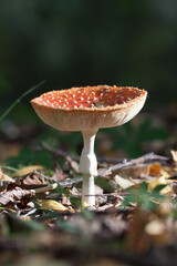 mushroom in the forest
