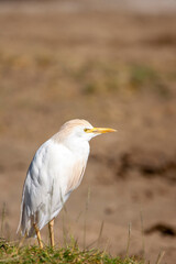 Cattle Egret at Lake Nakuru, Kenya Africa