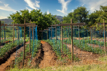 Fototapeta na wymiar tomatoes farm