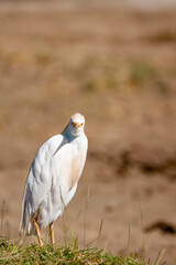 Cattle Egret at Lake Nakuru, Kenya Africa