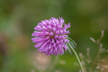 thistle flower in spring
