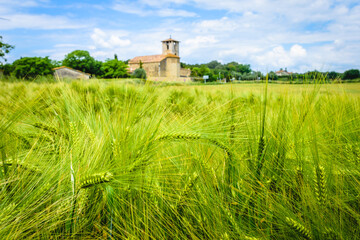 Fototapeta na wymiar Church in the countryside field of green wheat