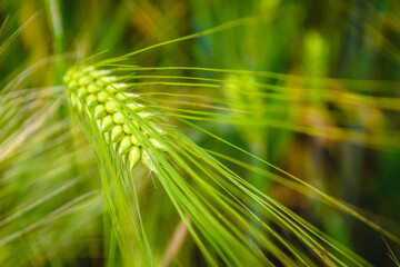 Close up of green wheat