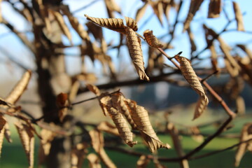 Foglie sugli alberi in inverno