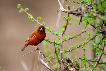 Male Chestnut Sparrow in Samburu Kenya Africa