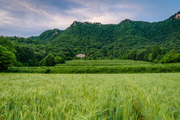 Green wheat field in the countryside