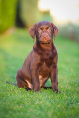 Junger brauner Labrador Welpe