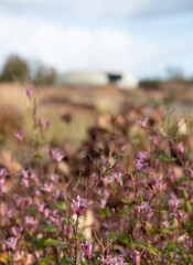 Garden at Hauser & Wirth Gallery named the Oudolf Field, at Durslade Farm, Somerset UK. Designed by landscape artist Piet Oudolf, photographed in autumn.
