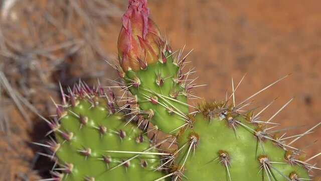 Flowering cactus plants, Pink flowers of Opuntia sp. (polyacantha) in Canyonlands National Park, Utha