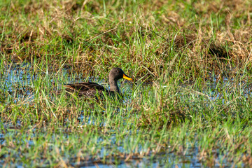 Yellow billed duck in Kenya Africa