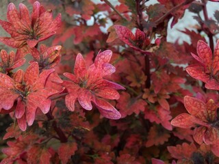 Naklejka na ściany i meble Autumn red leaves