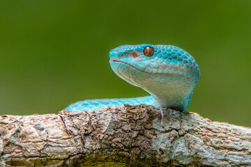 the blue insularis viper snake