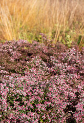 Obraz premium Garden at Hauser & Wirth Gallery named the Oudolf Field, at Durslade Farm, Somerset UK. Designed by landscape artist Piet Oudolf, photographed in autumn.