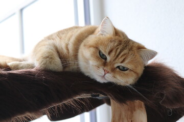 British Shorthair Katze am liegen