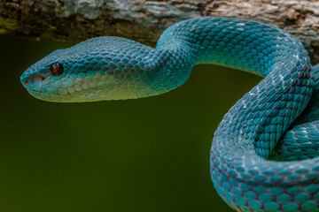 the blue insularis viper snake