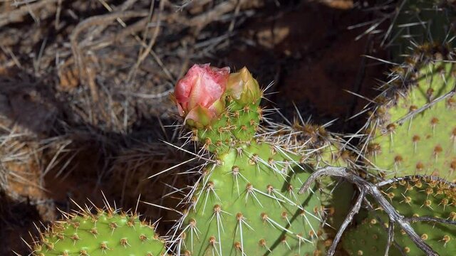 Flowering cactus plants, Pink flowers of Opuntia sp. (polyacantha) in Canyonlands National Park, Utha