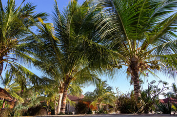 Fototapeta premium African coconut palm tree background. Africa, Tanzania, Zanzibar, Kendwa. Summer vacation concept.