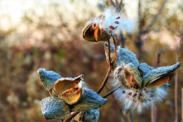 Seeds and fluff of a wild herb called Asclepias syriaca, November, USA, close-up