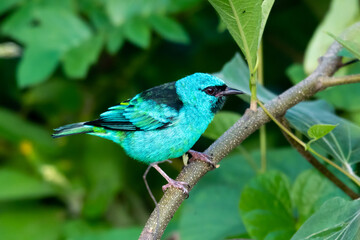 Naklejka premium Vibrant colored tropical blue bird, the Blue Dacnis perched in shrub in the forest