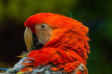 close up of red macaw bird