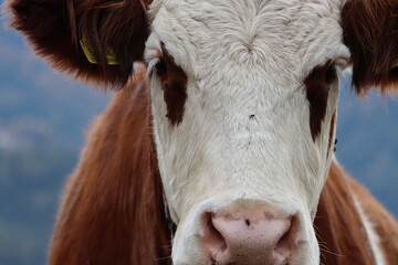 portrait of a cow in a field
