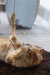 Junge British Shorthair Katze spielt auf Katzenbaum mit ihrem Spielzeug