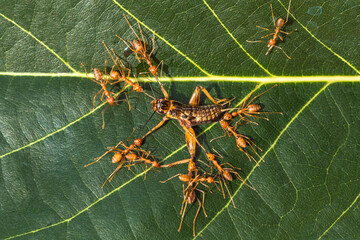 the group of red ants catching cricket