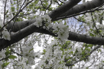 tree in the spring