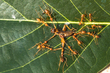 the group of red ants catching cricket
