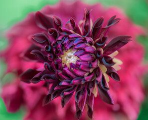 close up of red dahlia flower  flower with the other dahlia flower in the background