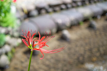 Gujo Hachiman, Gifu Prefecture Cluster amaryllis blooming in Yanaka Lane