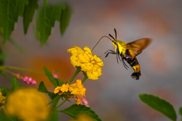 Hummingbird hawk-moth on flower