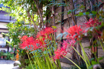 岐阜県 郡上八幡 やなか水のこみちに咲く彼岸花