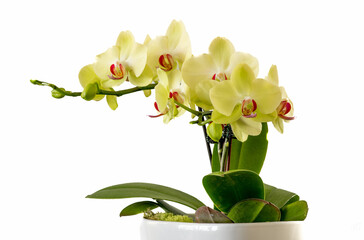 moth orchid in a pot with white background